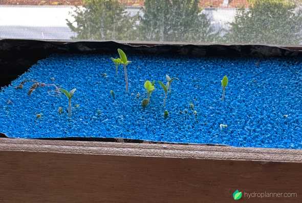 seed propagation with aquarium filter mats in hydroponics