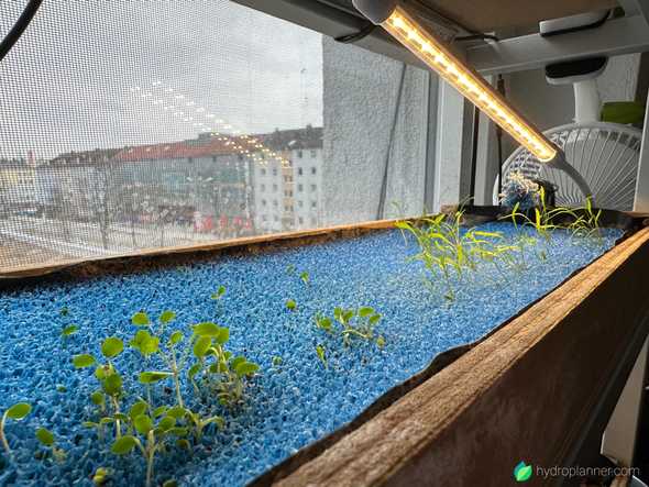 small plants pinching through aquarium mats in hydroponics