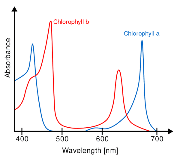 Absorbance spectra of chlorophyll a (blue) and b (red) by M0tty is licensed under CC BY-SA 3.0