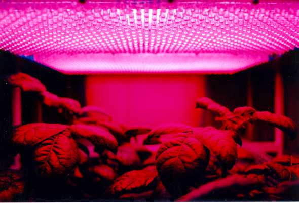 LED panel light source used in an experiment on potato plant growth by NASA