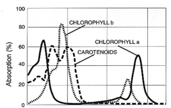 Photosynthetically active radiation von John Whitmarsh und Govindjee ist lizenziert unter CC SA 2.0