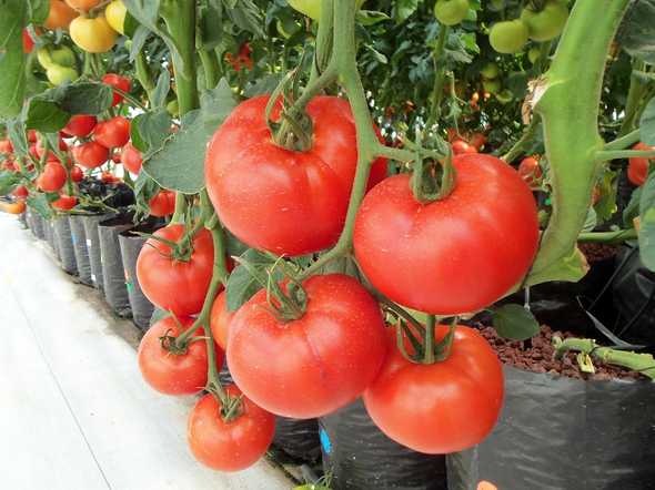 Tomatoes in a Drip System